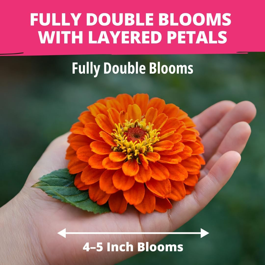 Zinnia Dahlia Seeds Pack for 2026 Non GMO 524 Flower Seeds | Vibrant Zinnia Eleg