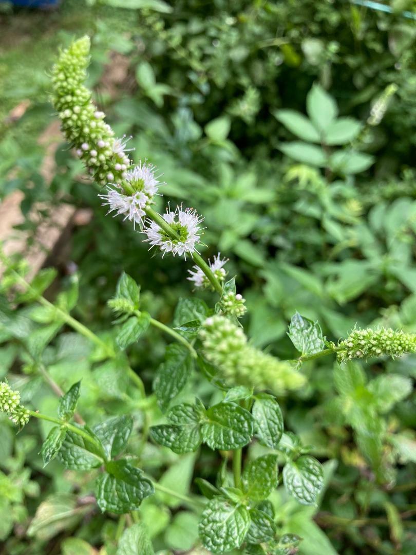 * Green Spearmint * 100 + SEEDS USA Home Grown