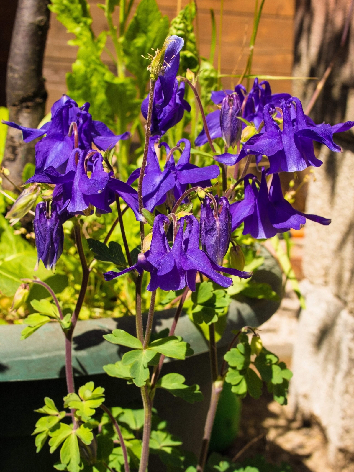 100 PURPLE COLUMBINE Aquilegia Vulgaris Flower Seeds