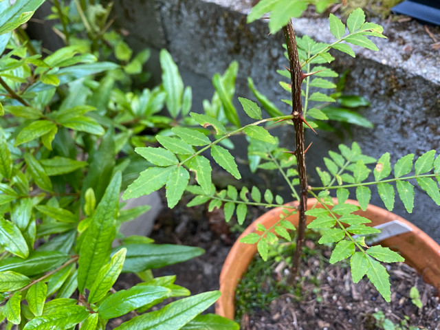 5 Seeds Sansho Very Rare Self Fertile ASAKURA Variety Zanthoxylum Piperitum