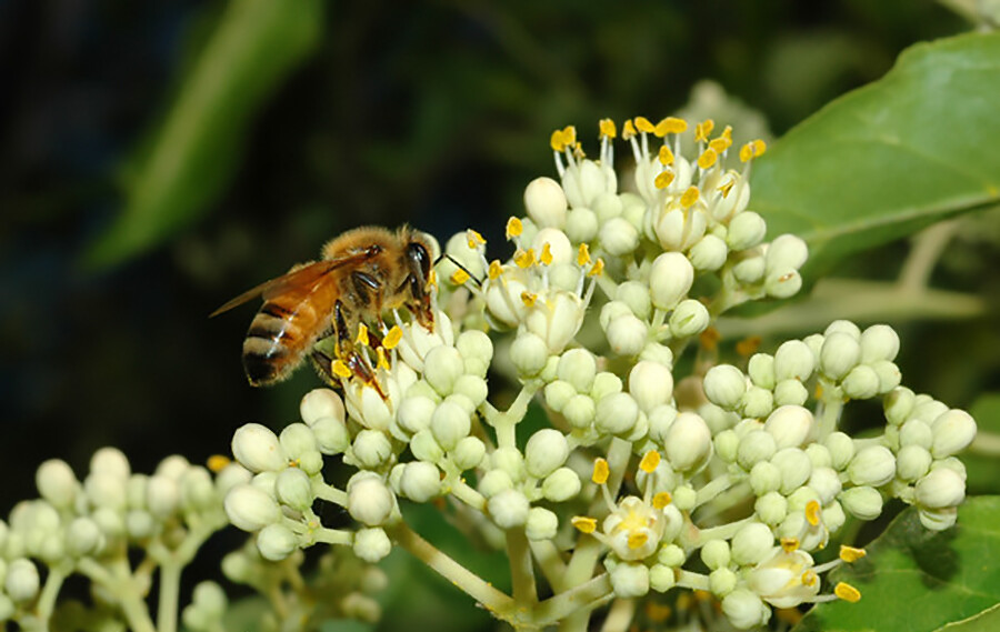 Korean Evodia, (Bee Bee Tree), Evodia danielli, Tree Seeds