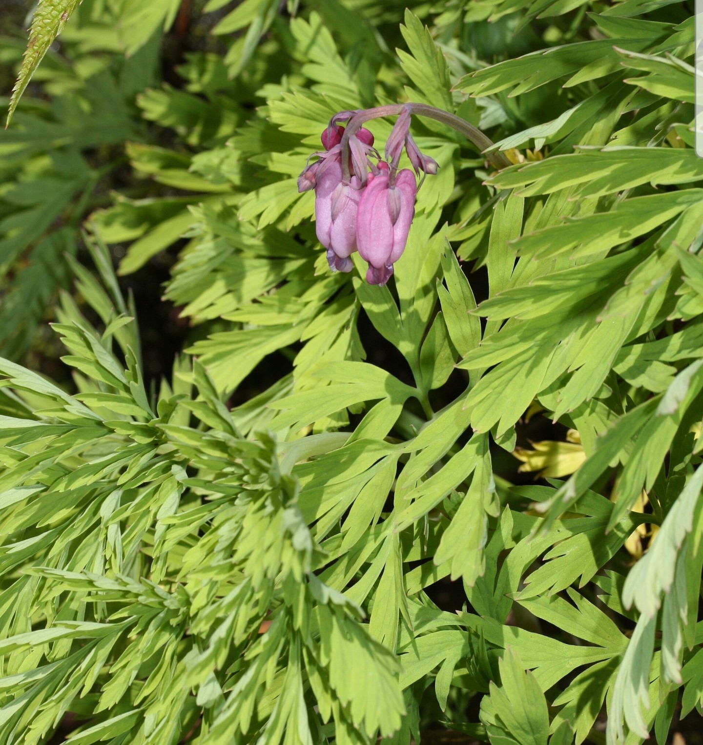 5 Pacific Bleeding Heart(Dicentra Formosa) Bare Root Plants Perennial Wildflower