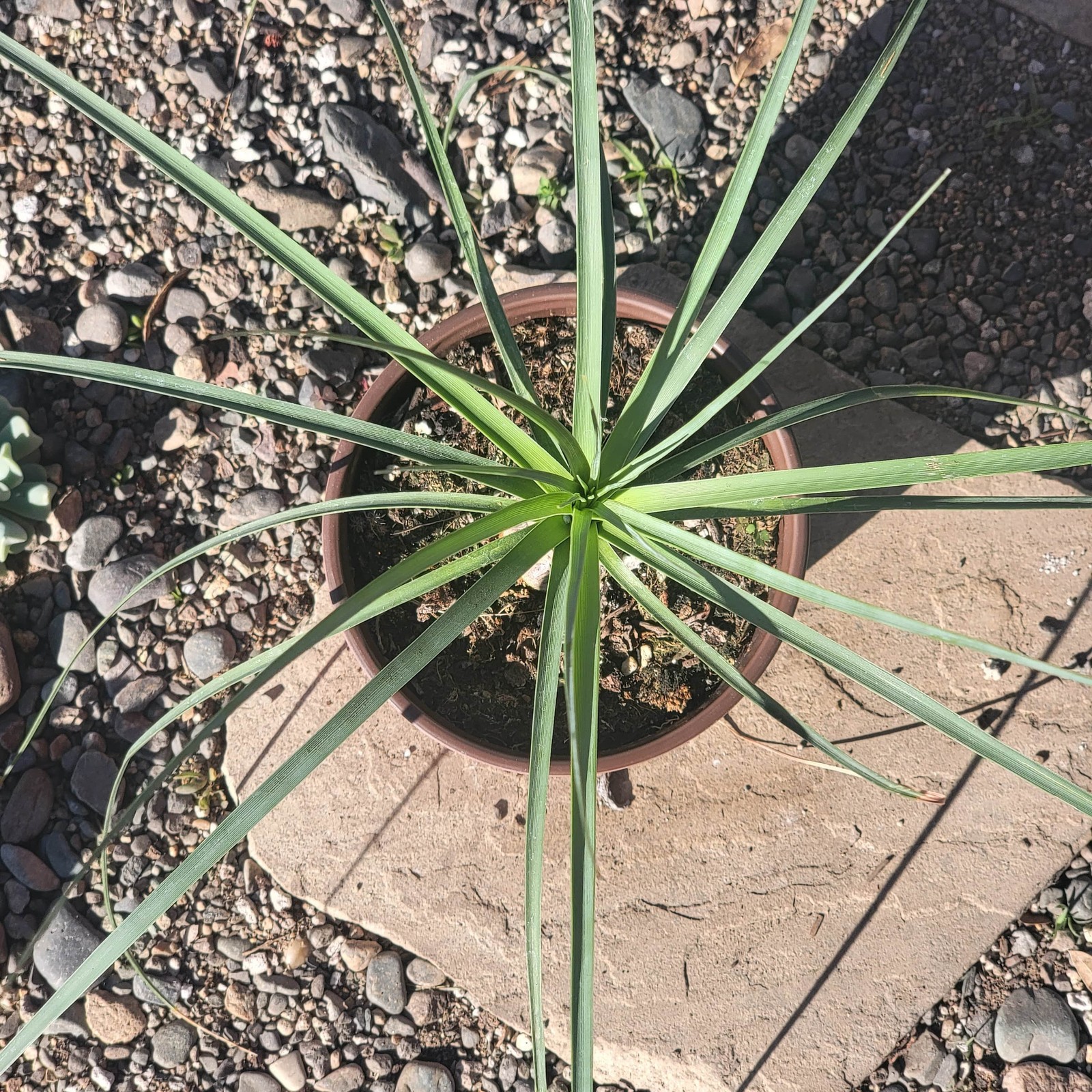 Beaucarnea gracilis ‘Mexican Pony Tail Palm’