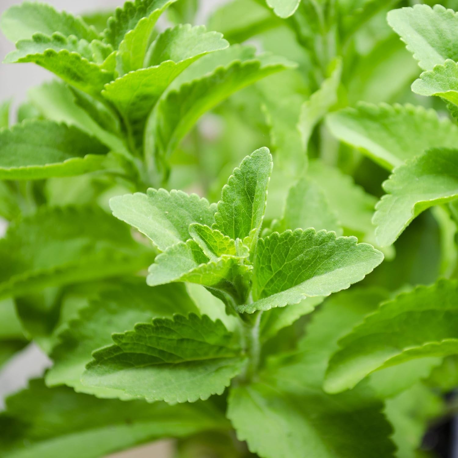 Organic Stevia Sweetleaf Seeds – 50 Pcs for Culinary Delights in Any Garden