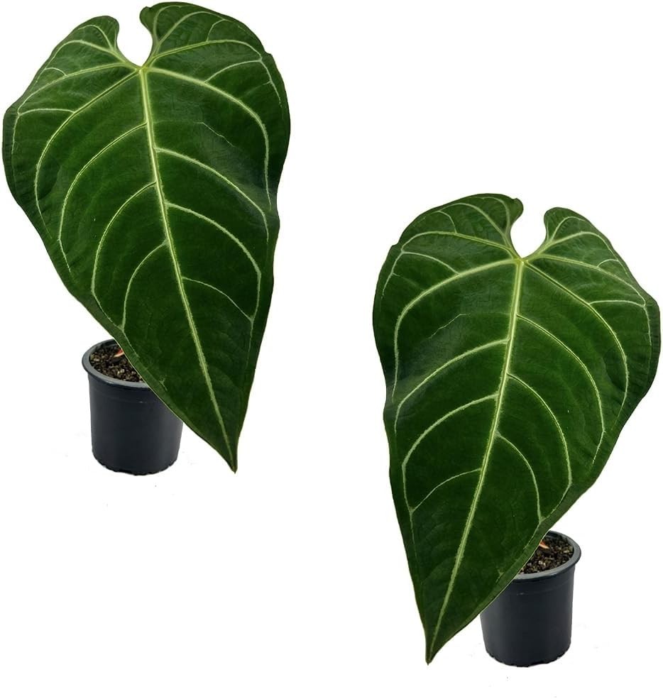 Anthurium Regale (Pack of 2) – Live Tropical Houseplant for Air Purification