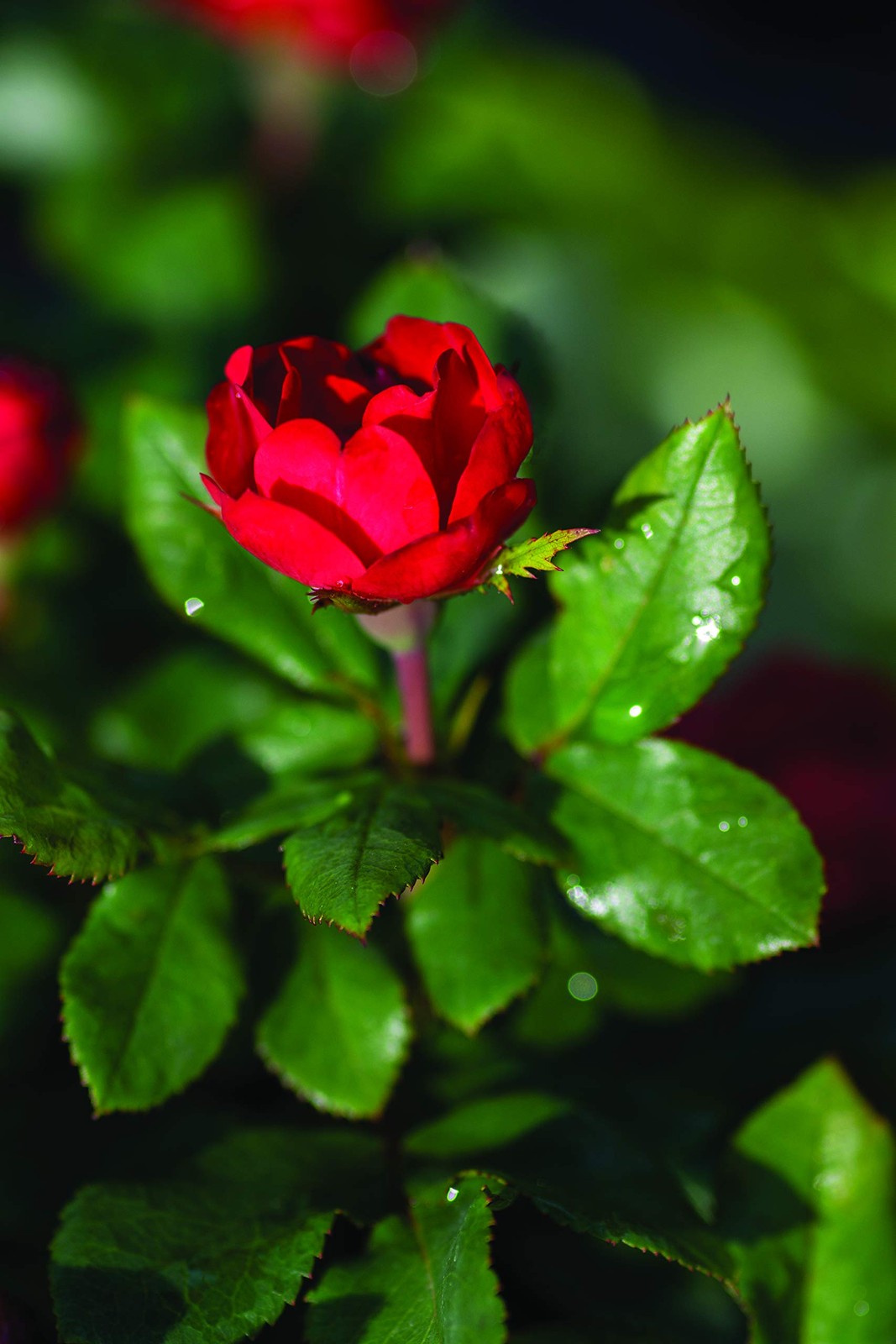Petite Knock Out Reblooming Rose Deep Red Flowers in 2Size Container
