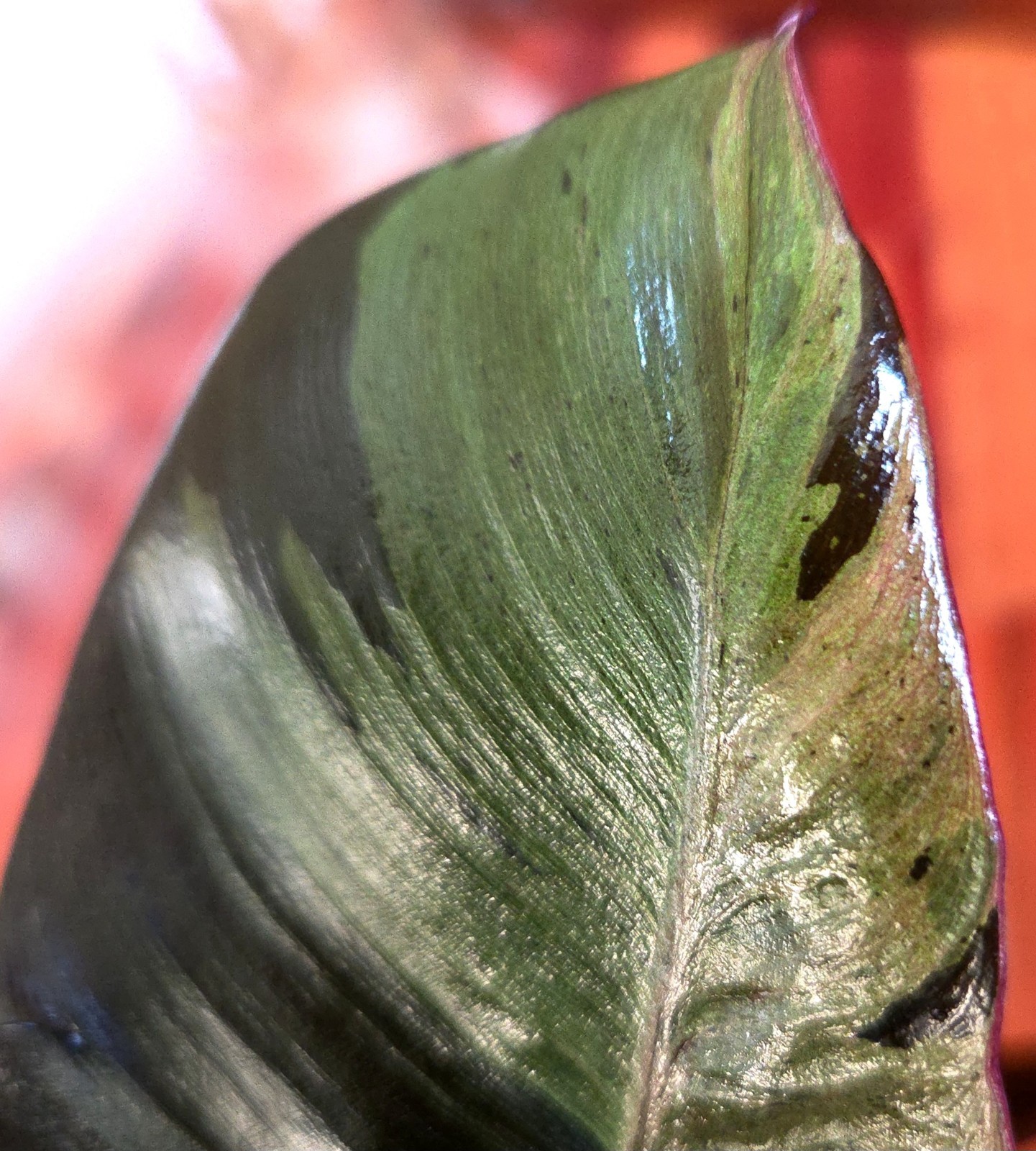 Rare Philodendron Variegated Black Cardinal 18″ Tall W/ Pups Aroid Not Monstera