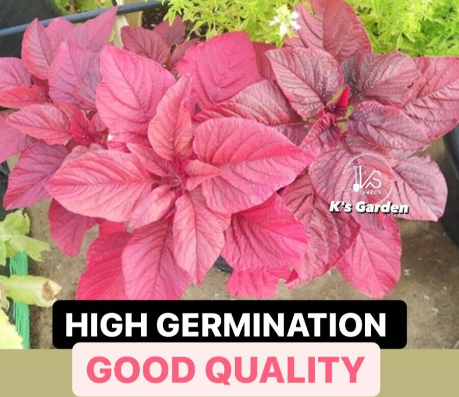 2000+PCS RED SPINACH/ RED AMARANTH SEEDS/ RAU DỀN ĐỎ | 90% GERMINATION |