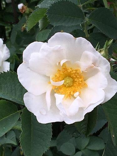 Very Fragrant Rosa Alba White Rose of York Shrub Rose- 3 Cuttings 6-8″ Long