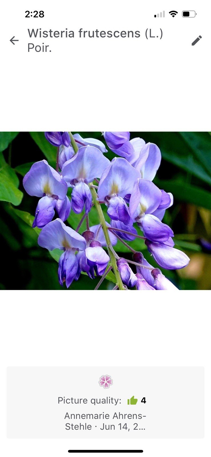 THAI BASIL – 300+ SEEDS 2025 – USA