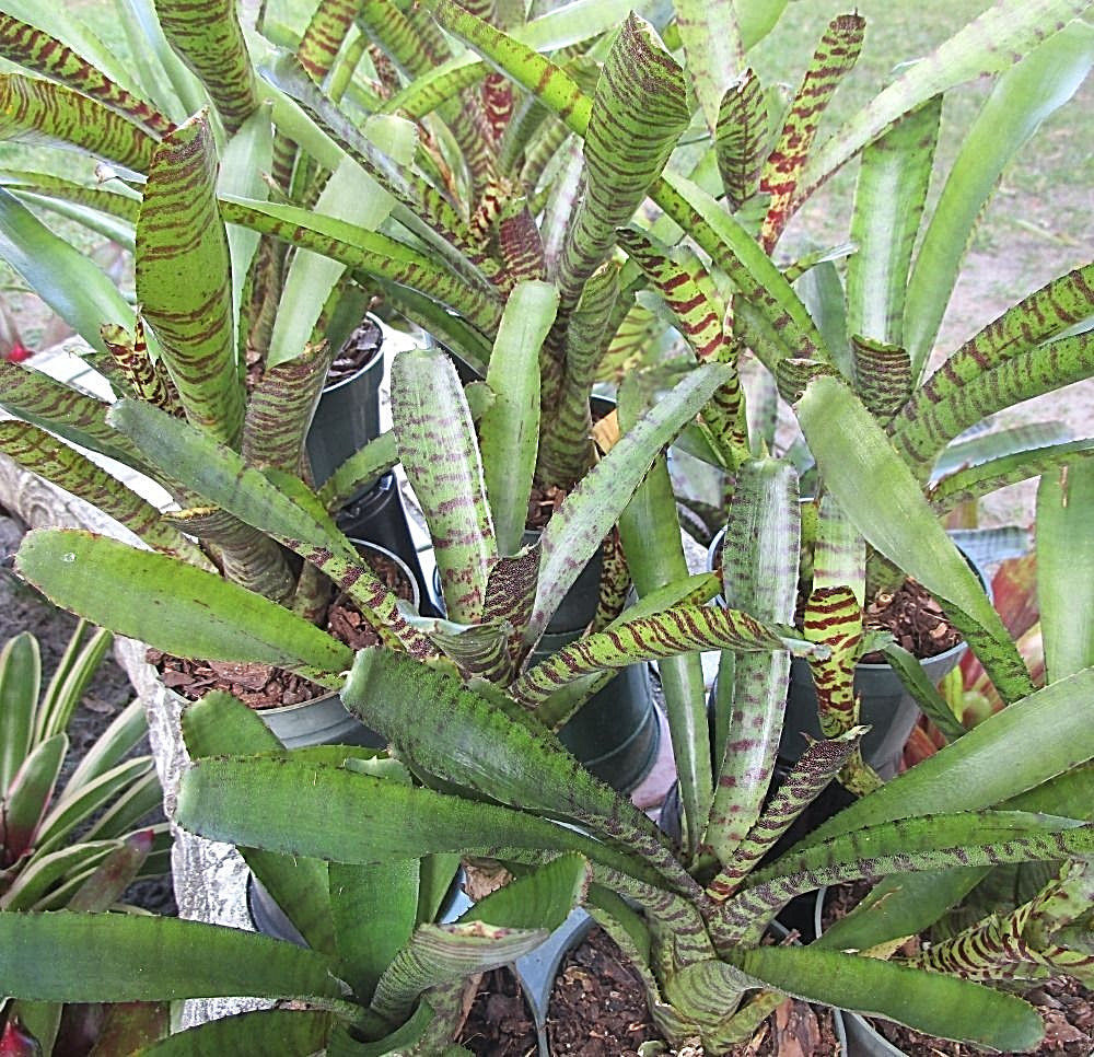 BROMELIAD Terrarium Vivarium Wholesale ULTIMATE Neoregelia 10 Pack 10 Varieties