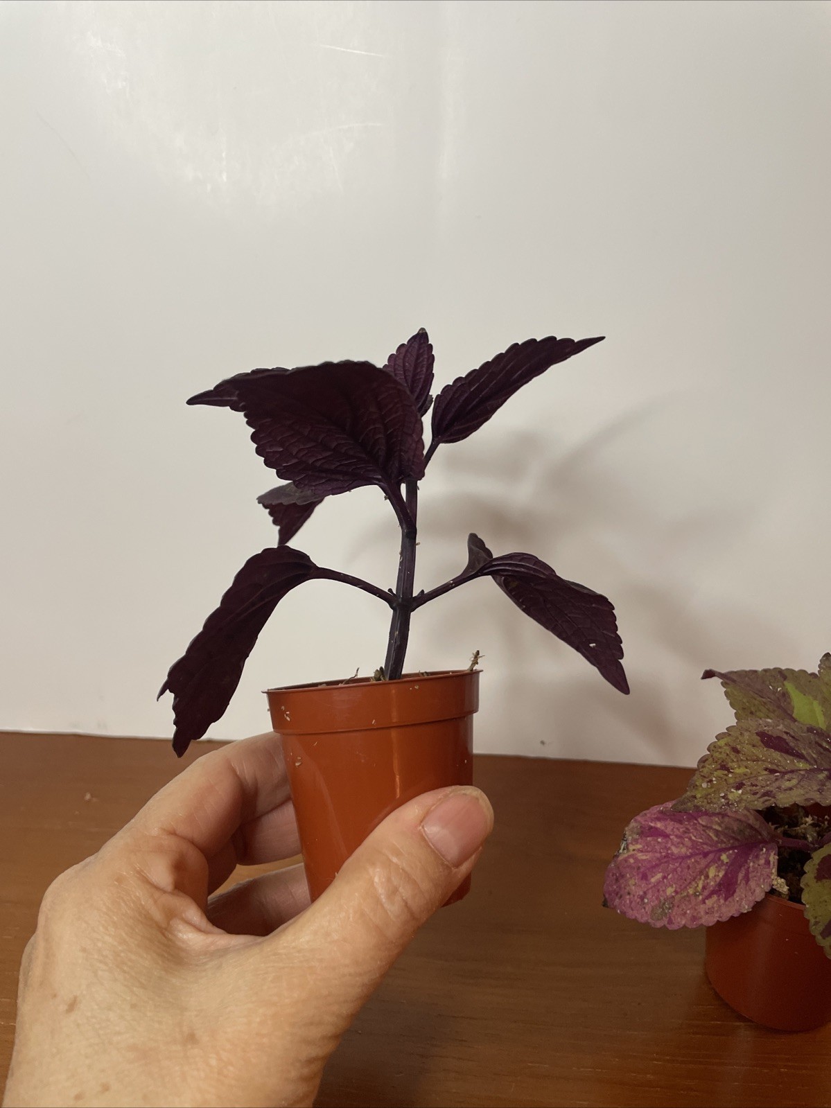Coleus 2 Live Plants Marble Mania, Chocolate Green Red Dark Purple