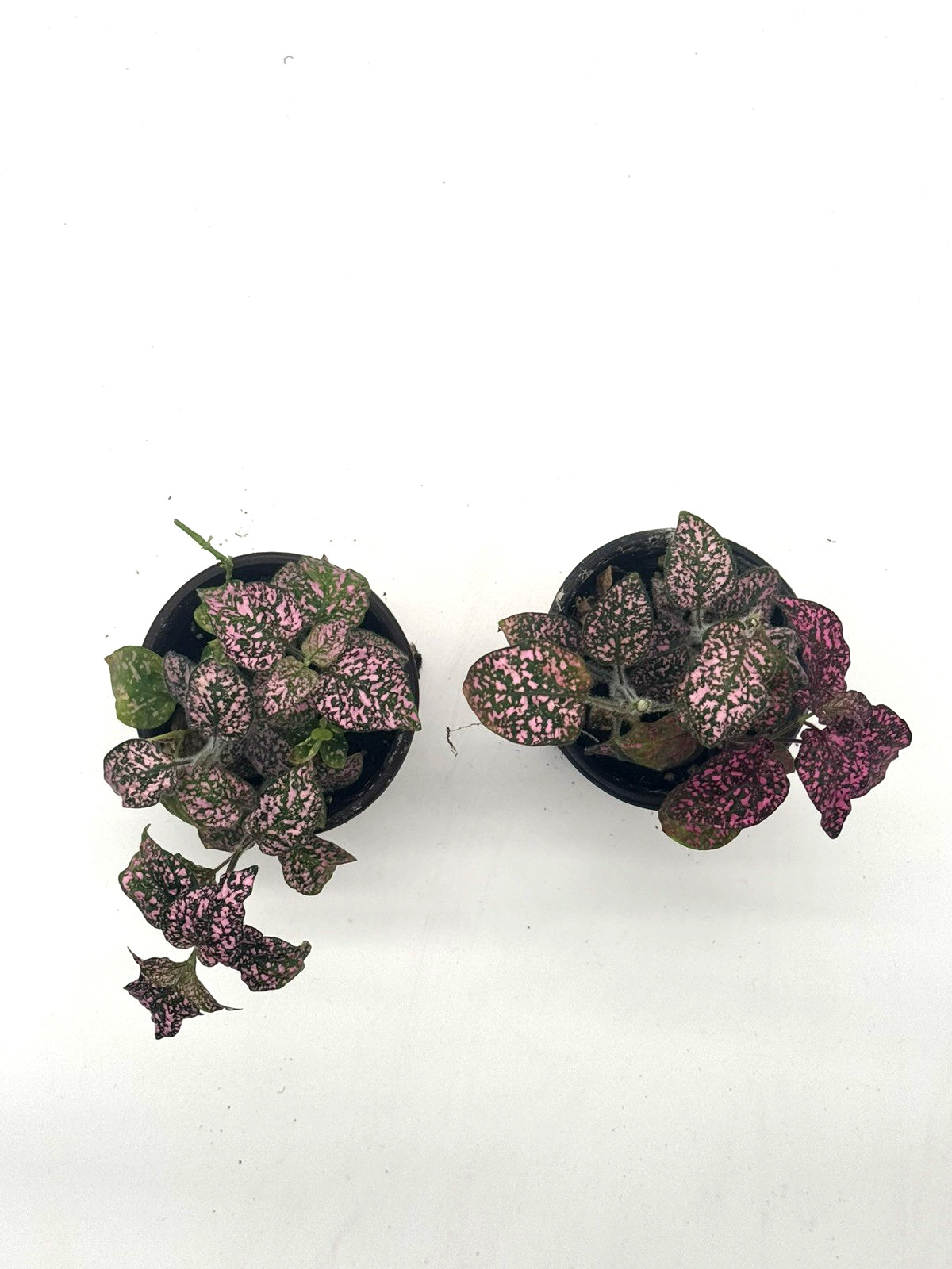 2 Pack Hypoestes Pink Splash Polka Dot Plants – Full 4″ Nursery Pots Live