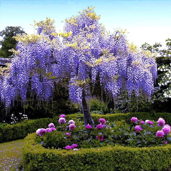 5 Chinese Wisteria Tree Seeds Fast Climber Flower Vine, Cold Hardy Bonsai Plant