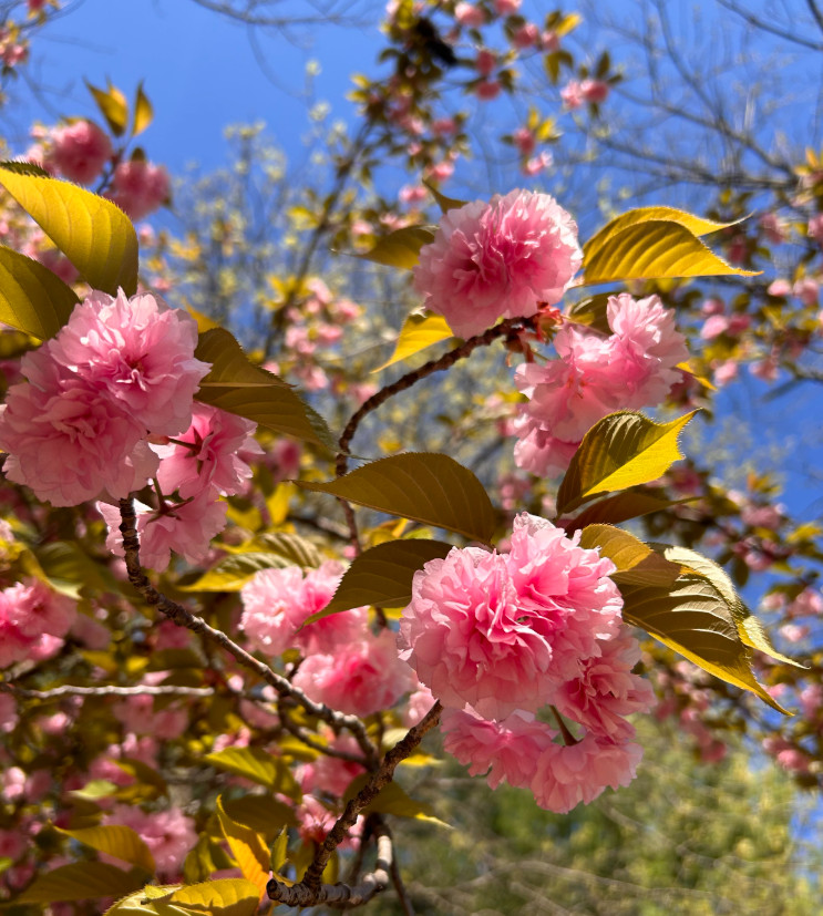 Kwanzan Japanese Cherry Tree – 8-14″ Tall Live Plant – 2.5″ Pot – Pink Flowering
