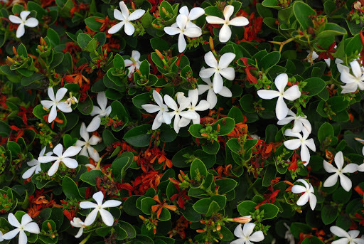 Natal Plum, Carissa macrocarpa, (Carissa grandiflora), Shrub Seeds (Fast Edible)