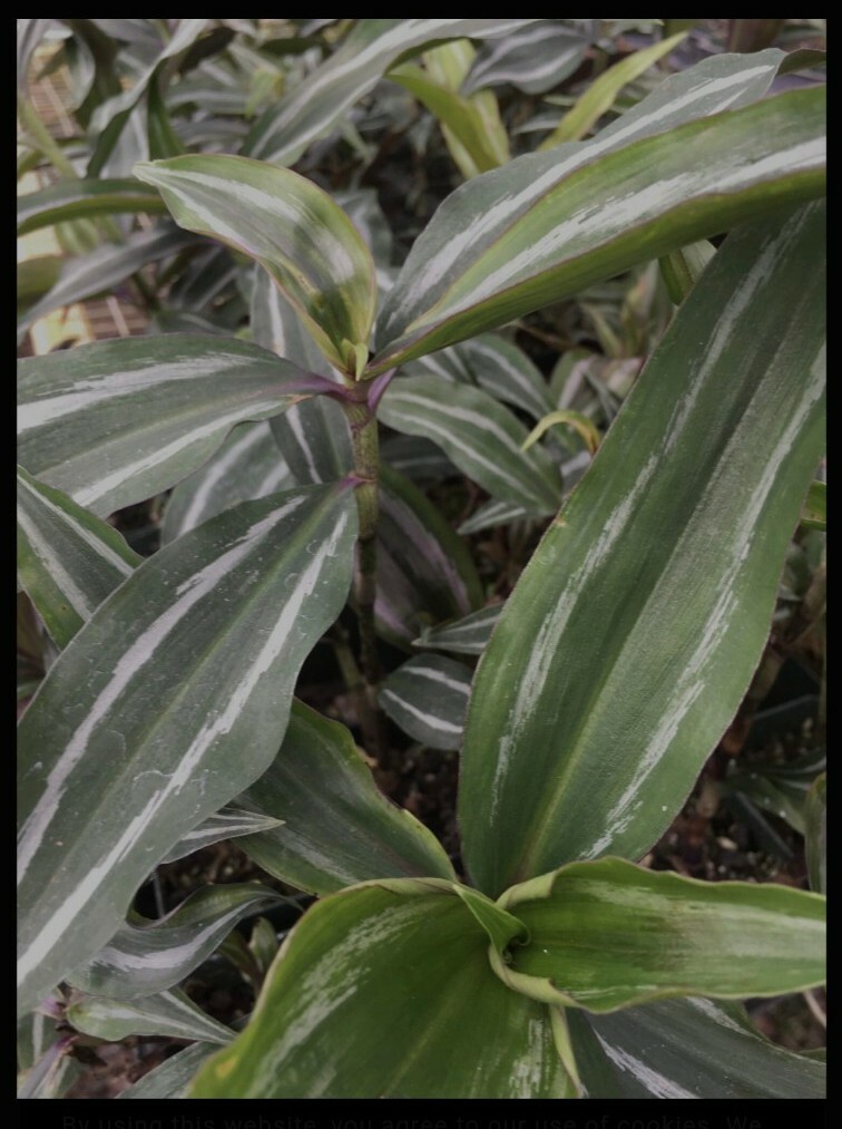 Hawaiian Blue (polu) Dichorisandra Thyrsiflora Ginger Plant Roots 1 Pack