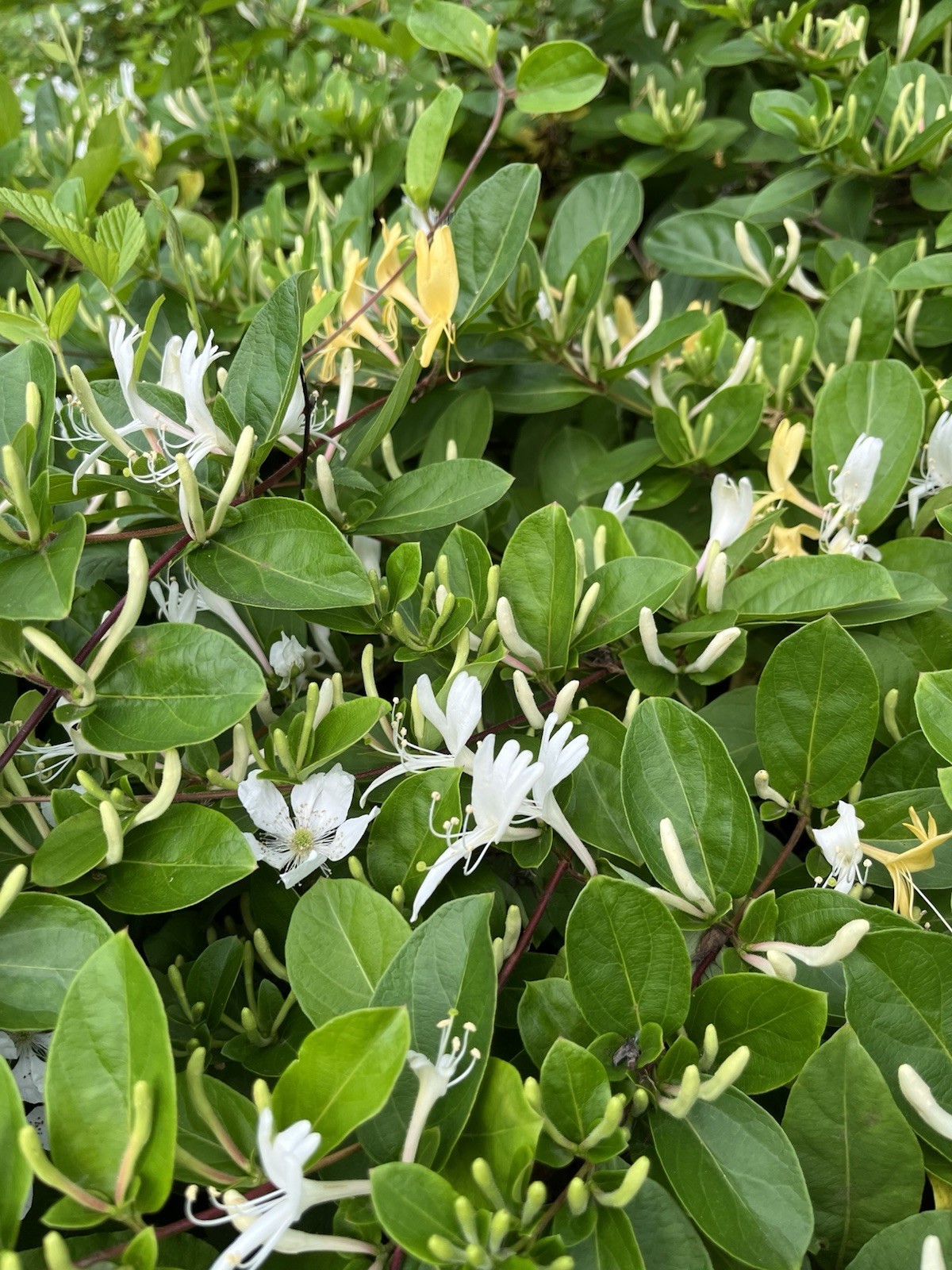 15 UNROOTED Honeysuckle Cuttings (L. Japonica)