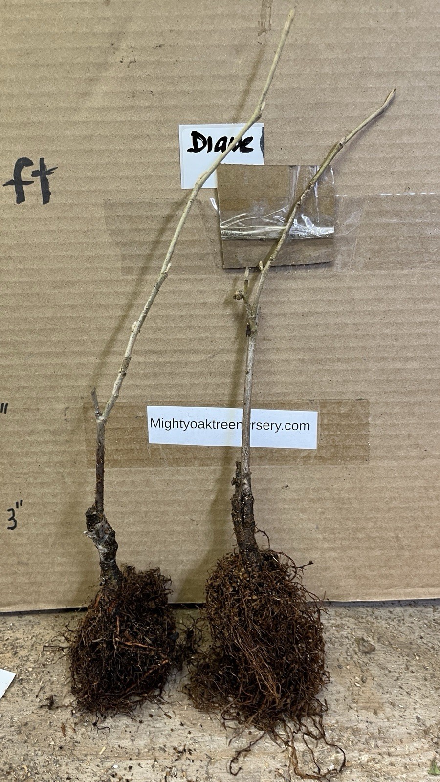 Hamamelis × intermedia ‘Diane’, 1 year old plant, grafted