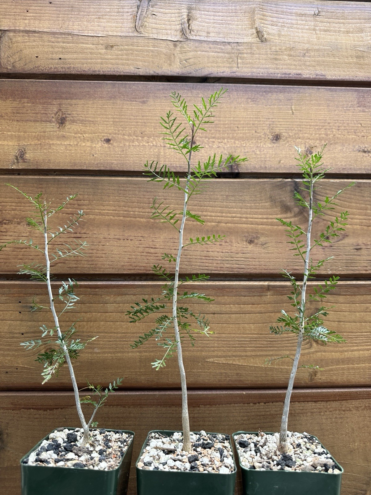 Bursera microphylla – Elephant Tree – Live Rare Succulent Plant