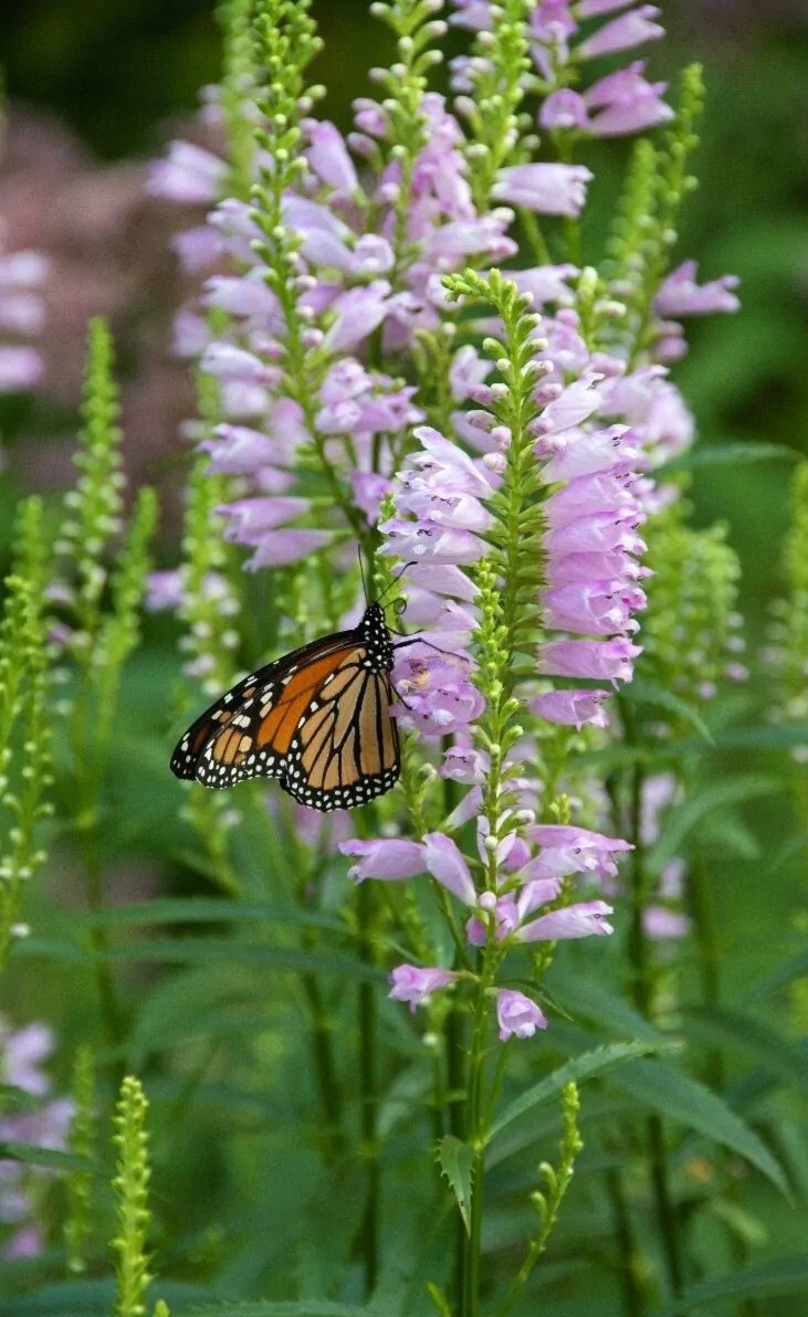 Obedient Plant (Physostegia virginiana) SEEDS