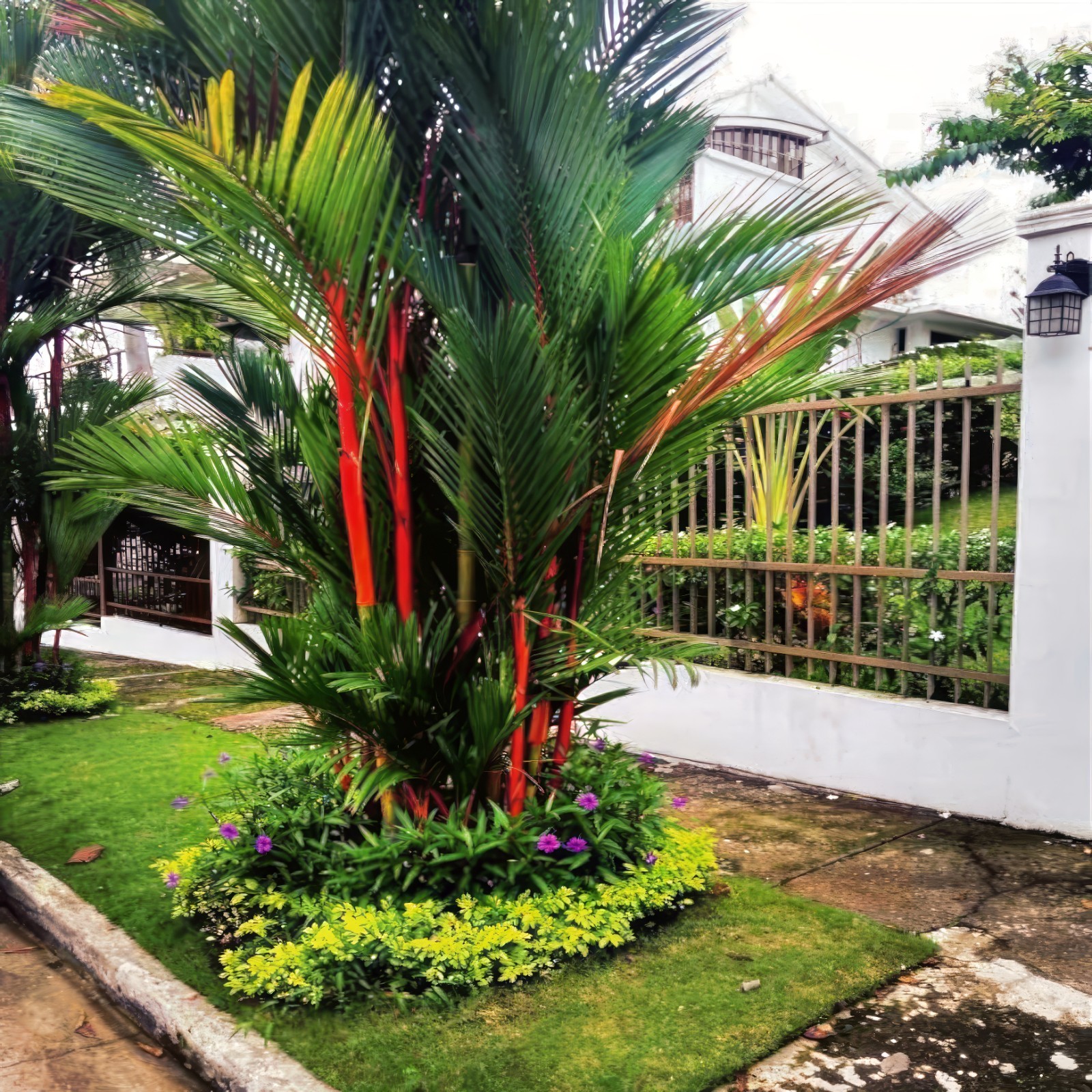 10 RED SEALING WAX “LIPSTICK” PALM TREE SEEDS (Cyrtostachys renda) House Plant