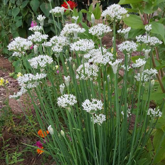 400 Garlic Chives Seeds Non-GMO Free Shipping USA Seller