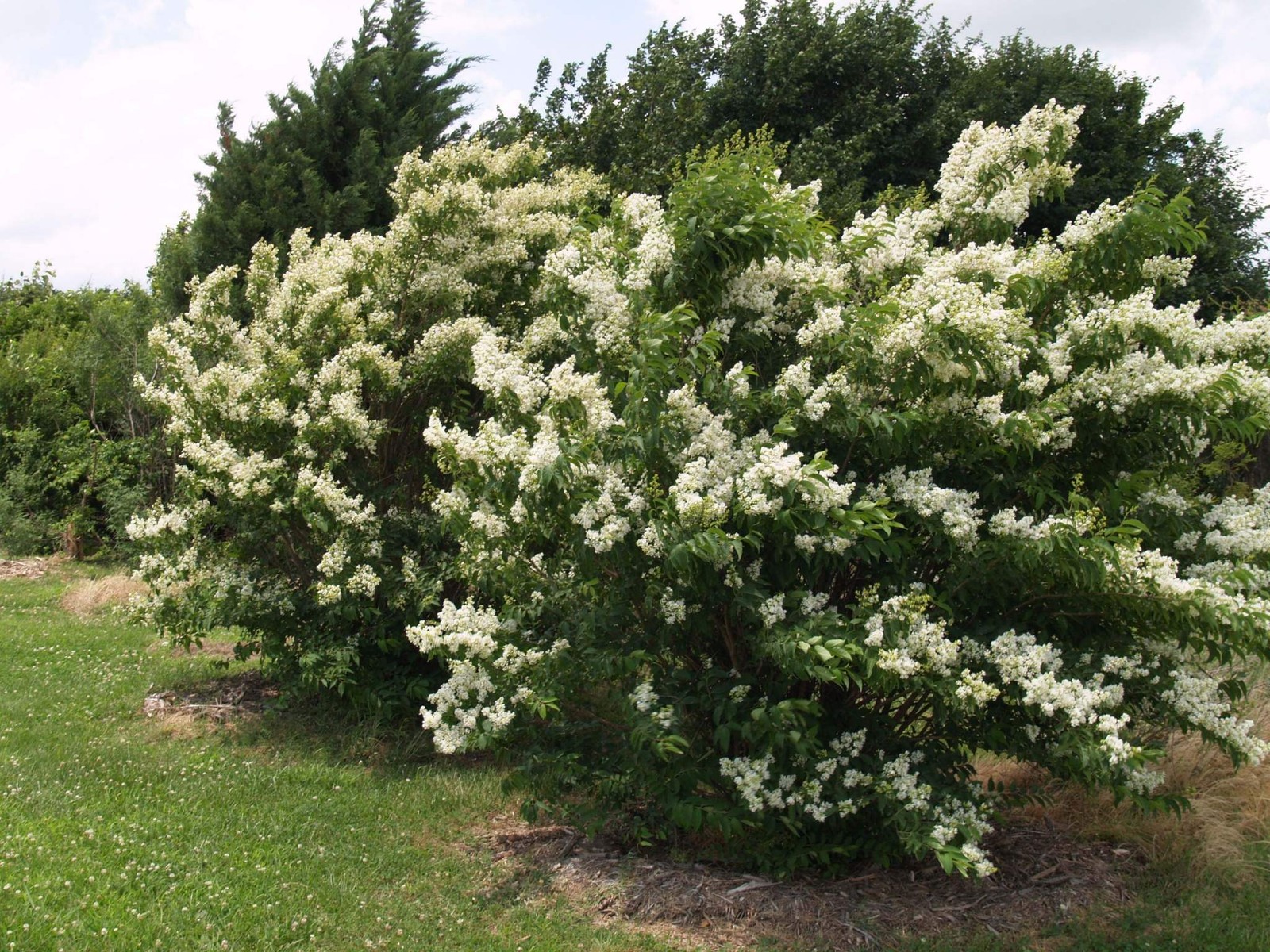 Kiowa Crape Myrtle: Compact Elegance for Landscape Privacy Hedges and Borders