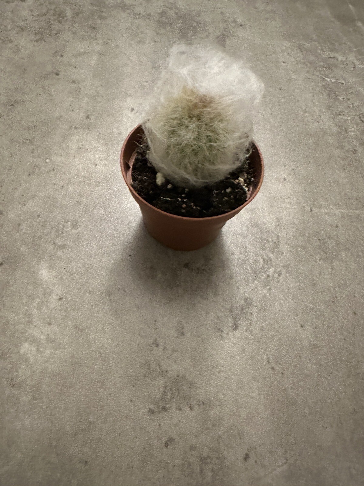 🌵🌵🌵Cactus Plant 2-3 Inches, Soft White Thorn Cactus 🇺🇸USA Seller