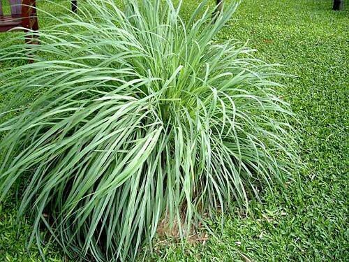 5 Pack Lemongrass Plant – Aromatic Rooted Starter Plant Perennial ‘Citrus’ Grass