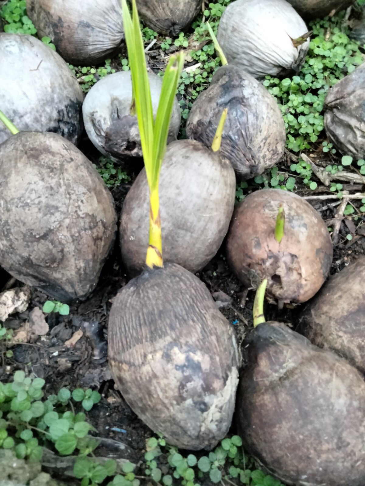 4 Dwarf Organic Coconut seed sprouted from Puerto Rico