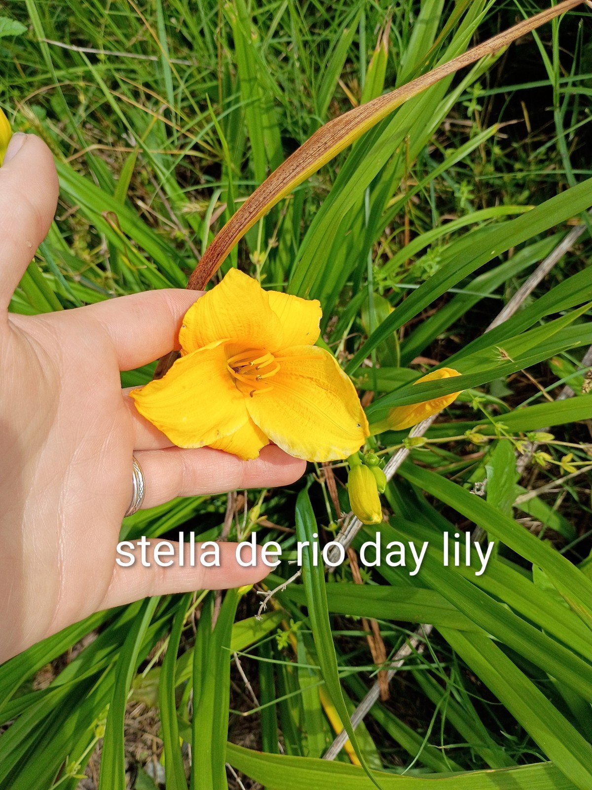 Assorted Daylilies, Many Different Colors, perennials return every year (1 Root)