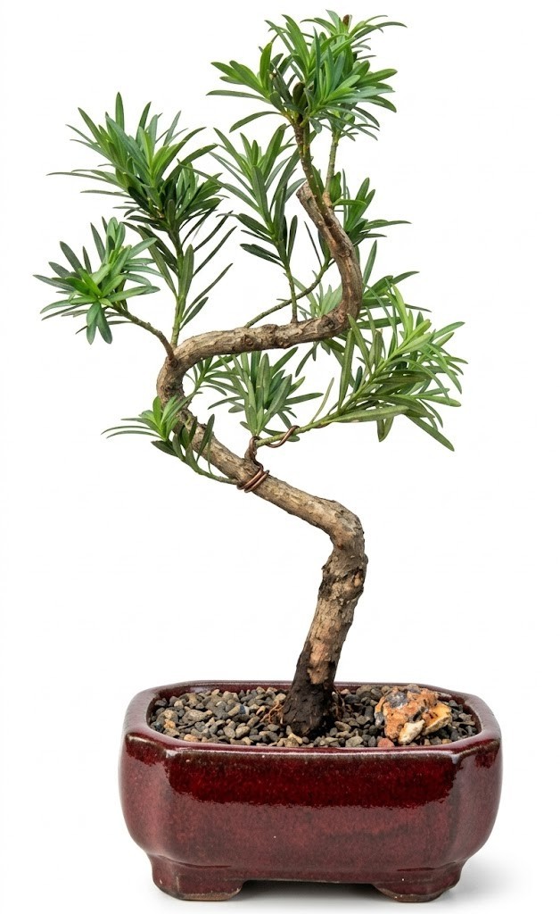 Flowering Podocarpus Bonsai Tree Live Indoor Plant Curved 12 Yr Old 14 In Pot