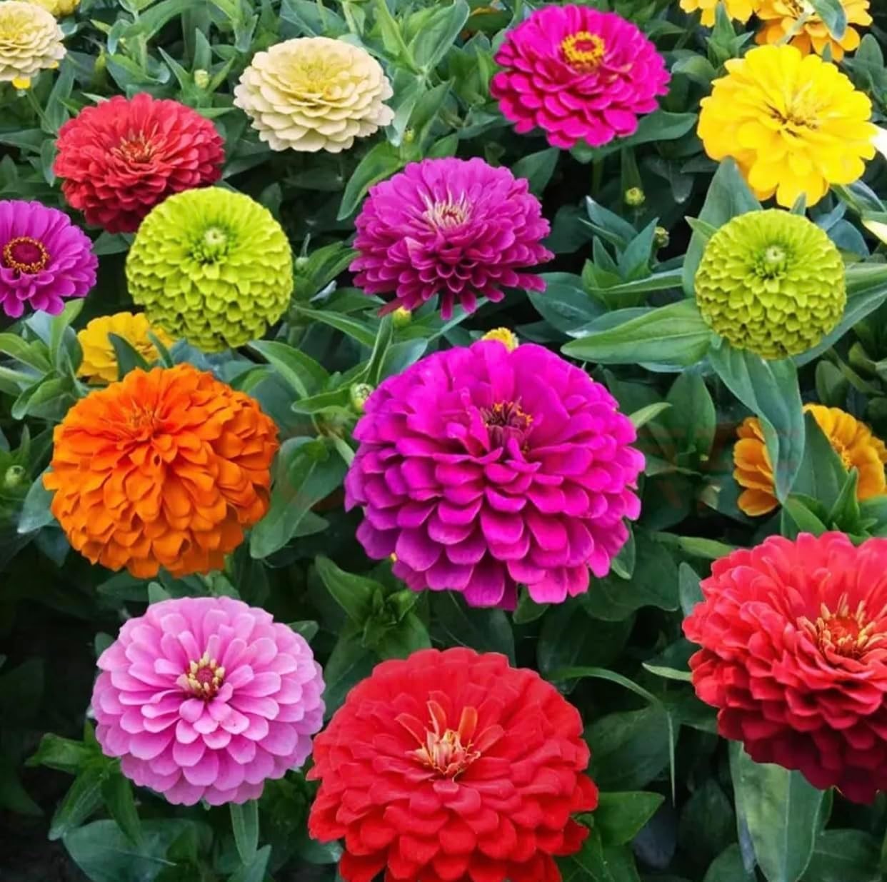 1200+ Crazy Blend Zinnia Seeds for Planting, Heat & Drought Mixed Color