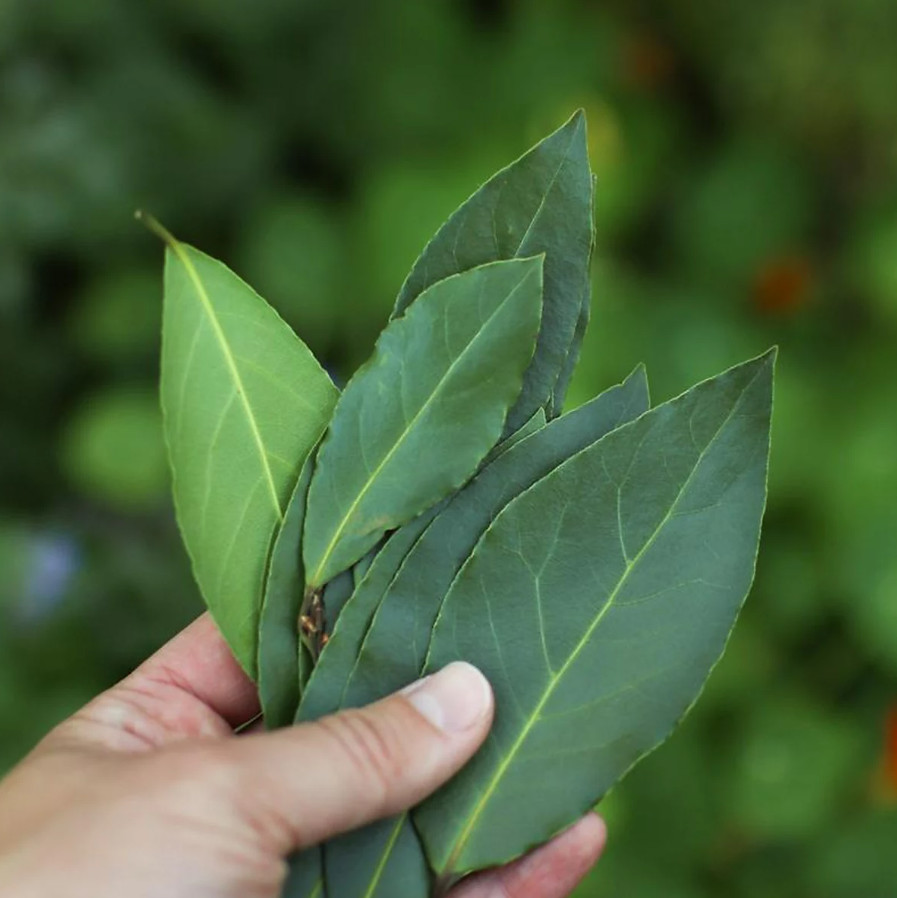 Bay Leaf Tree – Laurus Nobilis – Live Plant in 3″ Pot – 8-10″ Tall