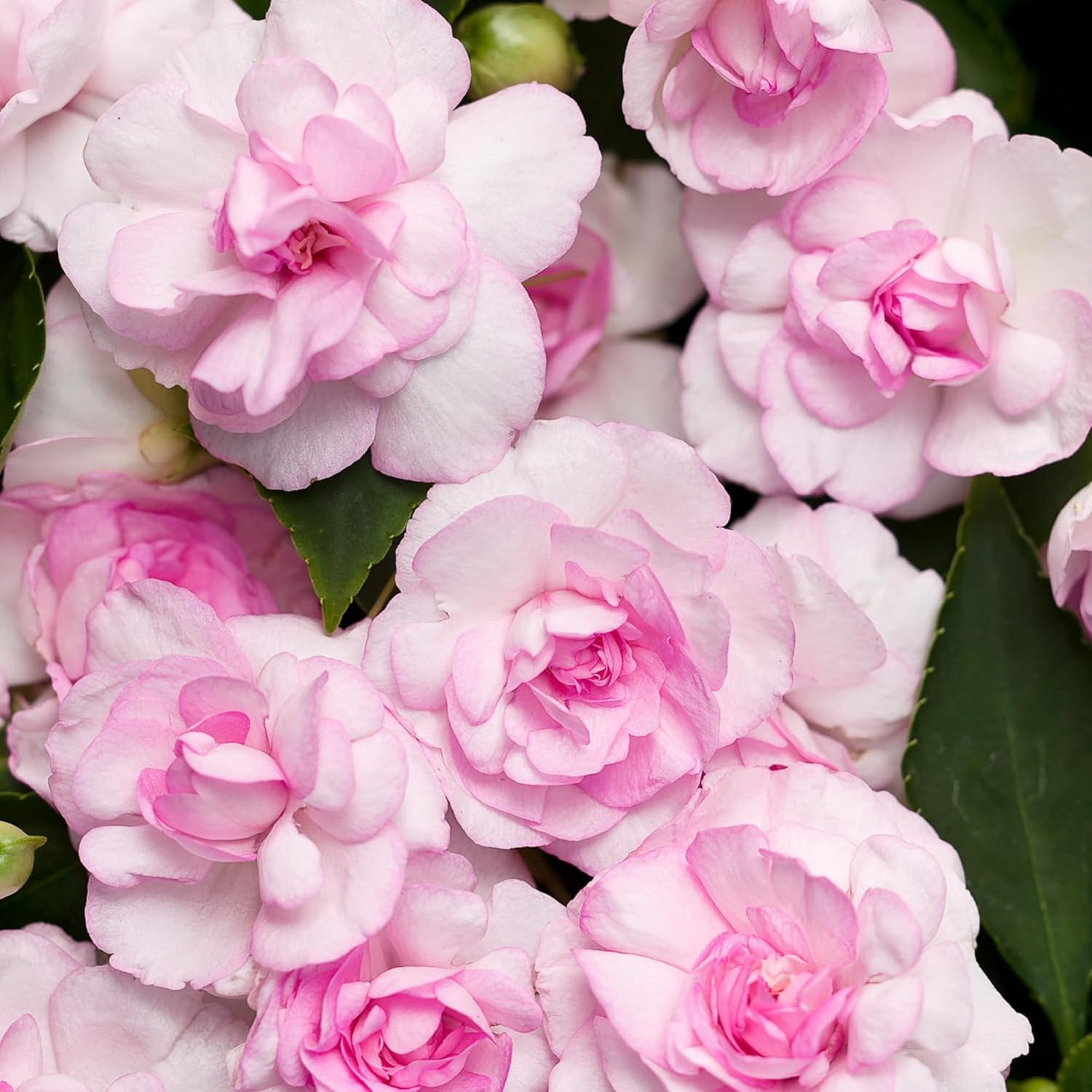 300+ Double Impatiens Seeds Perennial Annual Mixed Camellia Impatiens Balsamina
