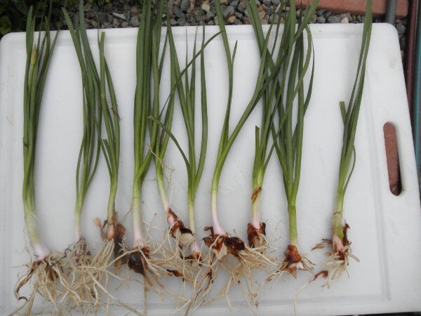 Society Garlic Bare Root (30 INDIVIDUAL LIVE BULBS) From My Garden to Yours