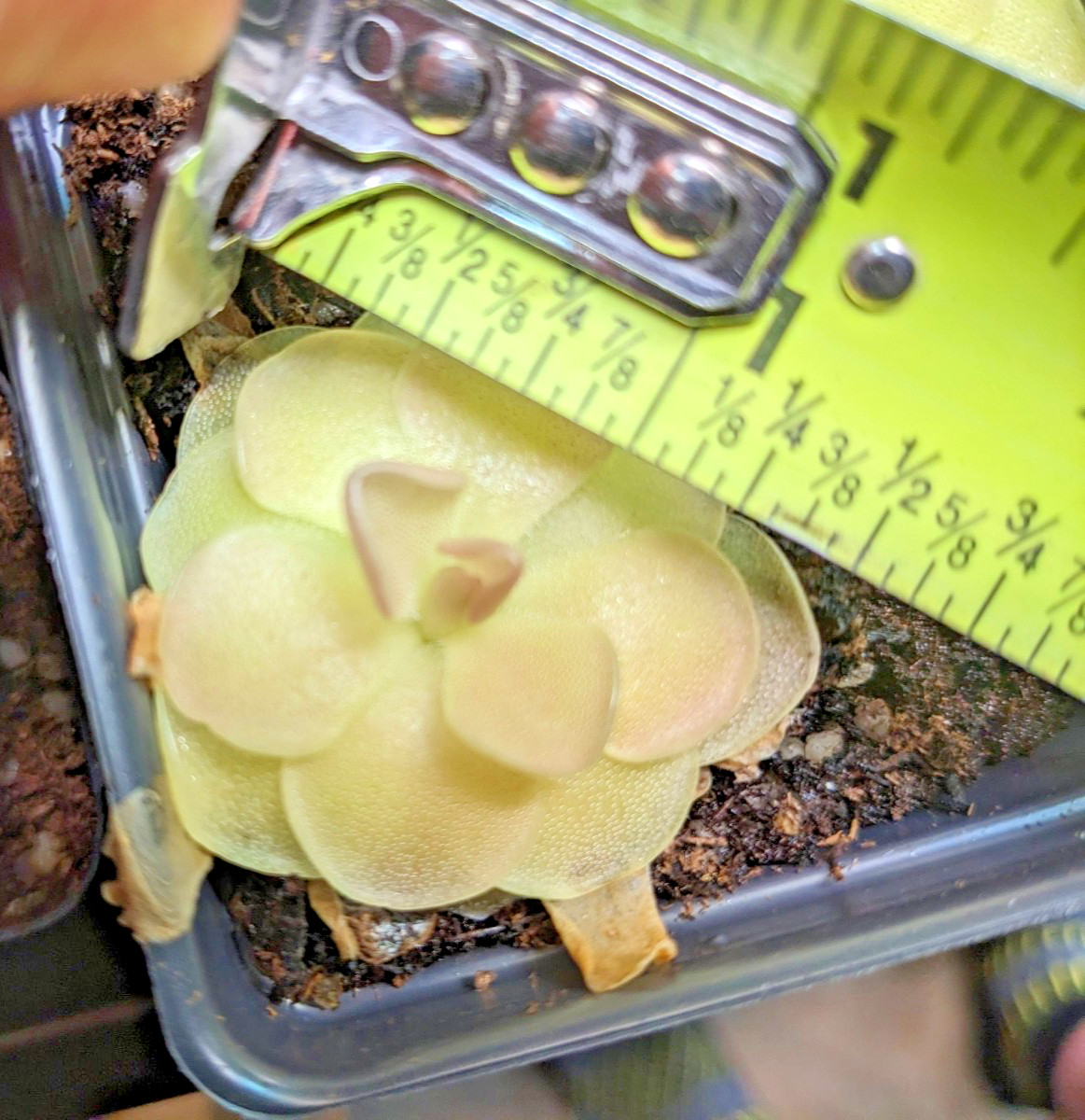 Pinguicula Butterwort (morenensis / wesser)