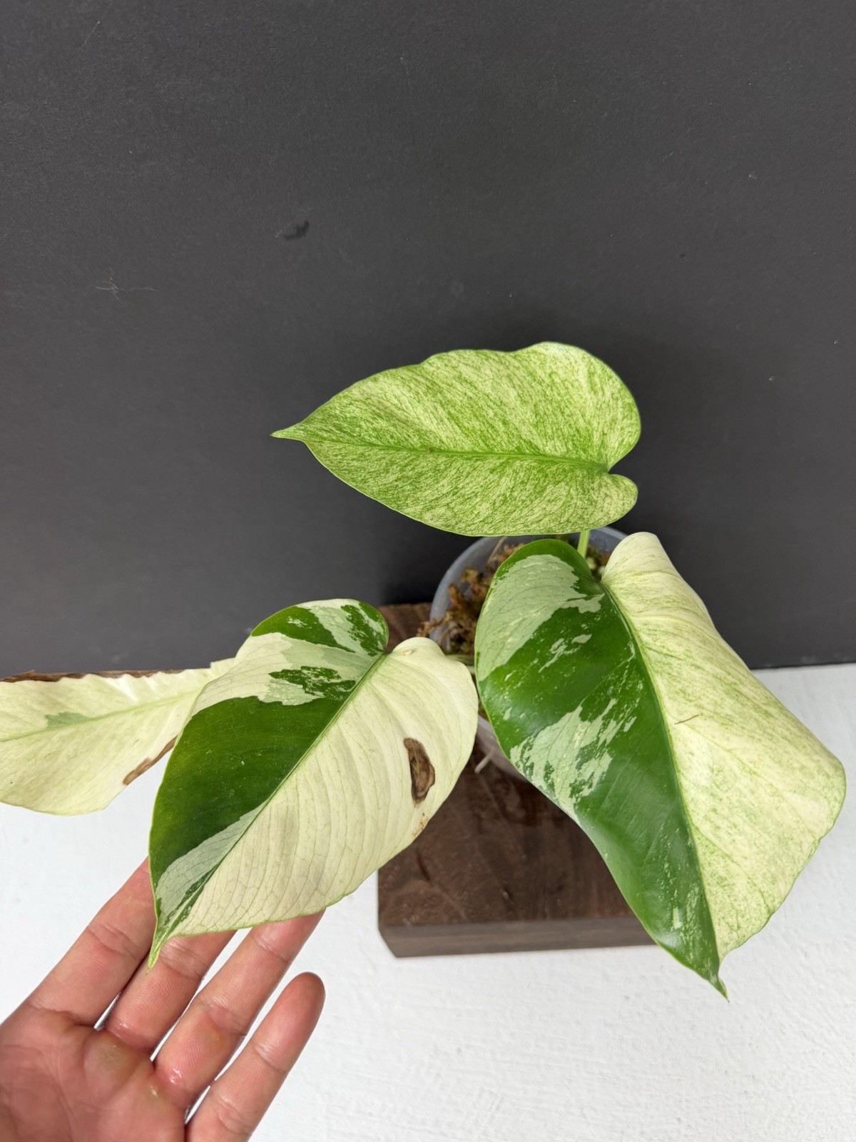 Monstera Mint NOID