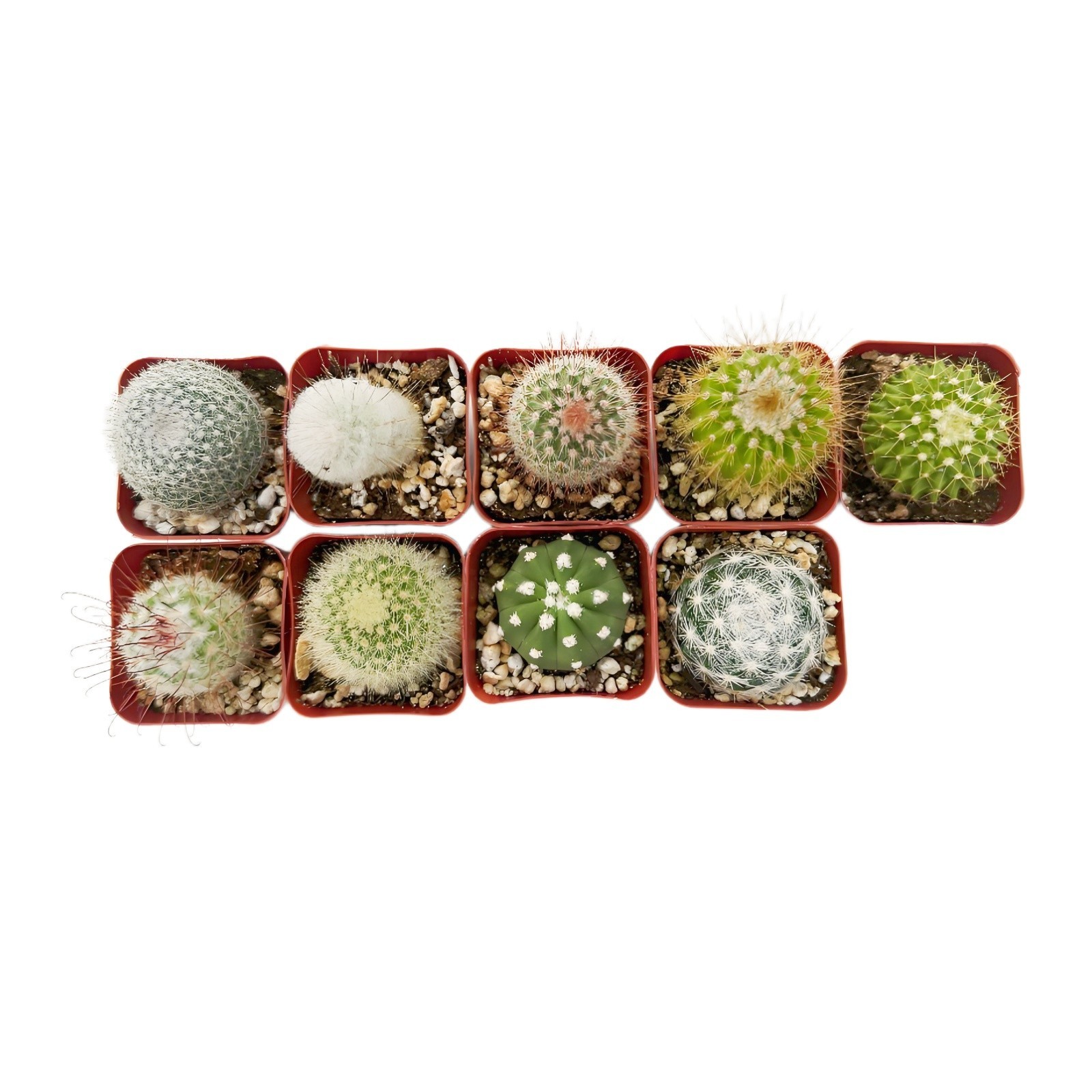 Live Cactus Real Succulent Cacti Indoor Outdoor Plants (Collection of 9)