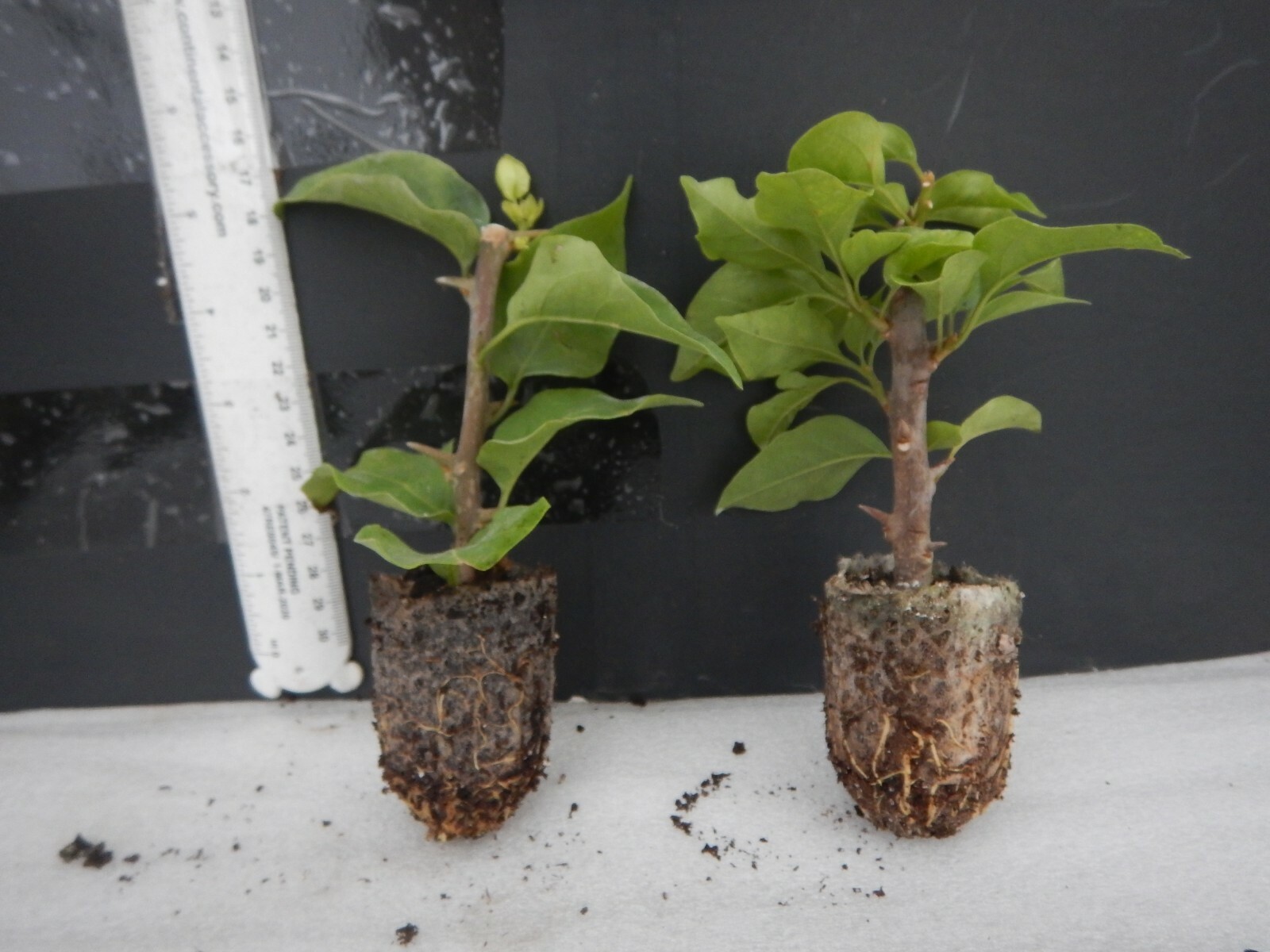Well Rooted **VERA WHITE** Live Bougainvillea starter/plug plant*USA SELLER*