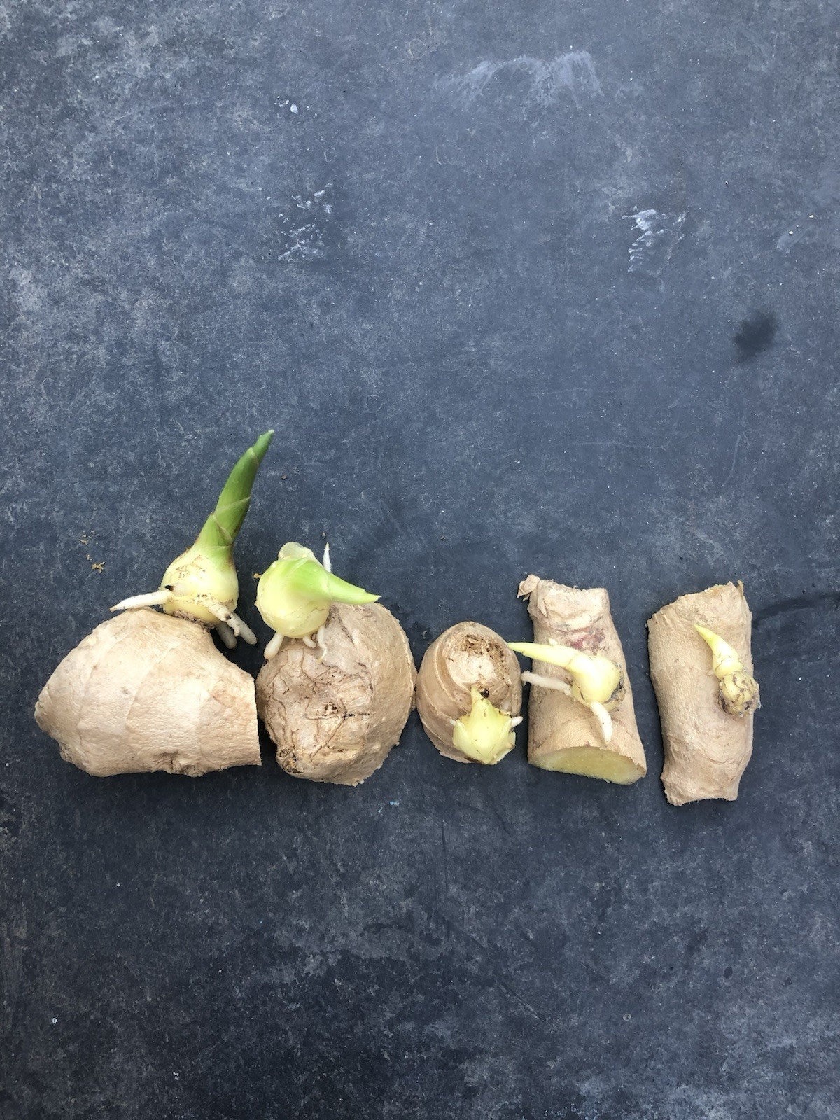 5 Sprouted Ginger Roots Heirloom Curcuma Longa Rhizomes Root Herb