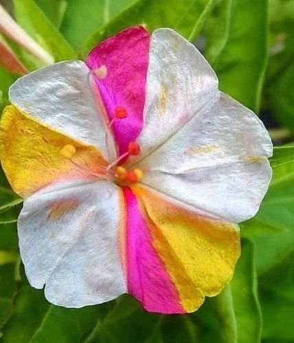 Marvel of Peru Four O Clock Seeds | Color Changing Rainbow Mix Flower Seed 2025