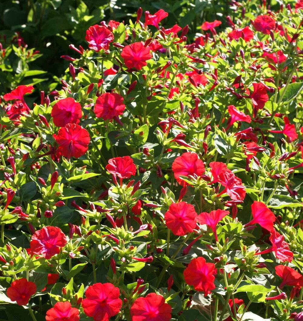 100 Red Four O’Clock Flower Seeds Mirabilis jalapa