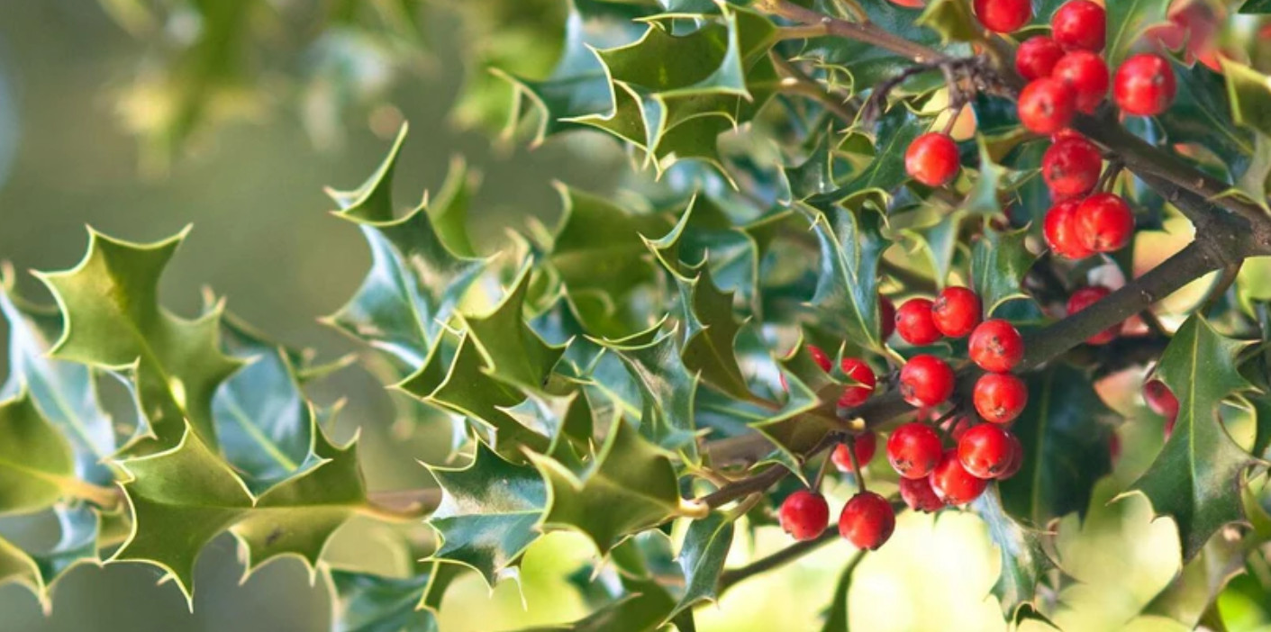 China Girl Holly – Live Plant in 4″ Pot (6–12″ Tall)