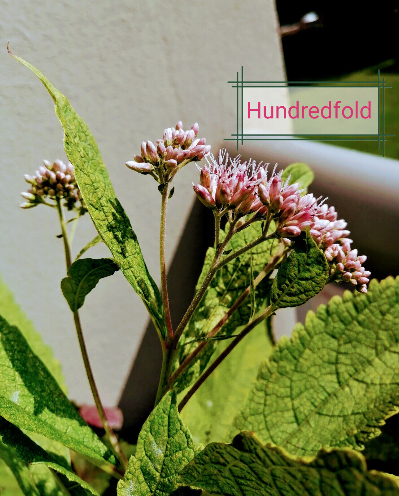 Joe Pye Weed Native Wild Flower 100 Seeds Eutrochium purpureum Gravel Root