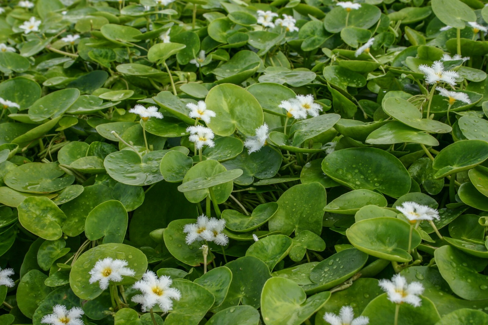 Live White Flower Water Snowflake Aquatic Marginal Pond Plant