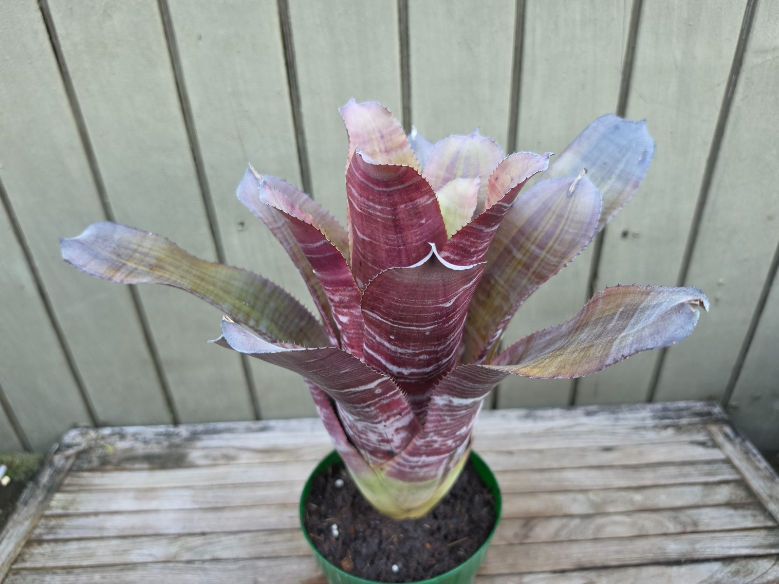 Aechmea ‘Frappuccino’ rare bromeliad 6”pot