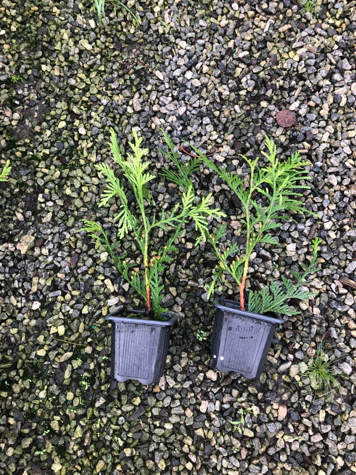 100-Thuja Green Giant Liners