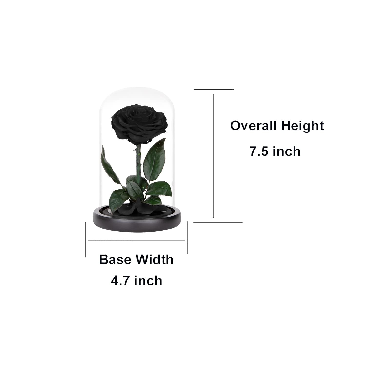 Preserved Roses Black in Glass Dome, Medium,